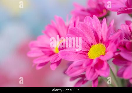 Un bouquet di margherite dipinte di rosa su sfondo multicolore. Foto Stock