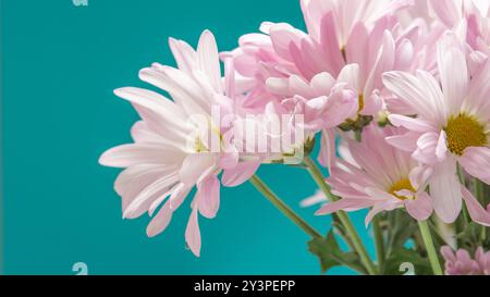 Un bouquet di margherite dipinte di rosa per celebrare un giorno speciale. Foto Stock