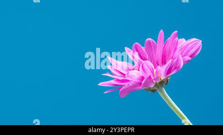 Un unico fiore a margherita dipinto di rosa su un vivace sfondo color ottanio. Foto Stock