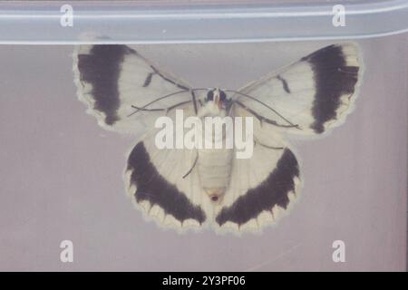 White Looper Moth (Pingasa chlora) Insecta Foto Stock