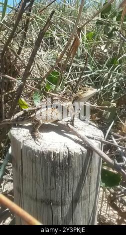 Jacky Dragon (Amphibolurus muricatus) Reptilia Foto Stock