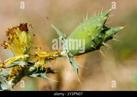 Papavero di cardo (Argemone polyanthemos) Plantae Foto Stock