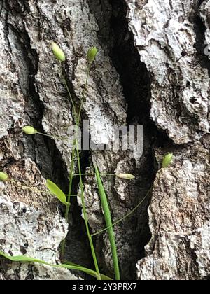 Panicgrass (Dichanthelium dichotomum dichotomum) Plantae Foto Stock