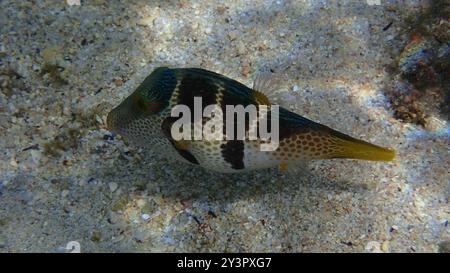 Blacksaddle Toby (Canthigaster valentini) Actinopterygii Foto Stock