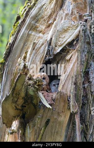 Tawny gufo pulcino (Strix aluco) e sua madre sbirciano fuori da un buco d'albero durante la stagione di nidificazione Foto Stock