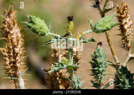 Papavero di cardo (Argemone polyanthemos) Plantae Foto Stock