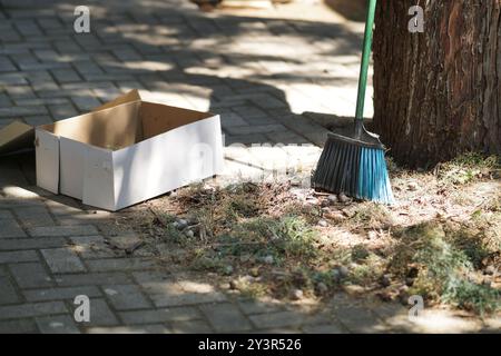 Spazzare gli aghi di pino caduti nel cortile posteriore Foto Stock