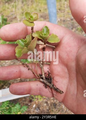 Stonecrop caucasico (Phedimus spurius) Plantae Foto Stock