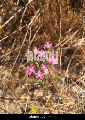 Centaury (Centaurium tenuiflorum) Plantae Foto Stock