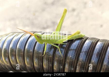 Mermiria (Mermiria bivittata) Insecta a due strisce Foto Stock