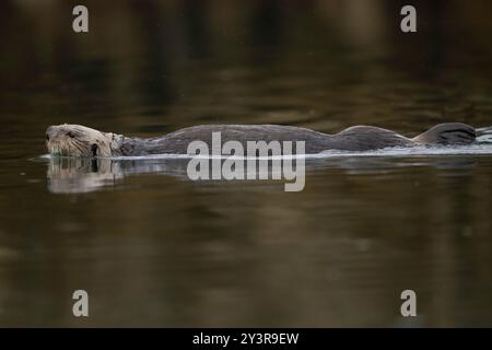 Lontra di mare settentrionale a Seldovia, Kachemak Bay, Alaska Foto Stock