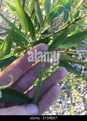 Salice per barra di sabbia interna (Salix interior) Plantae Foto Stock