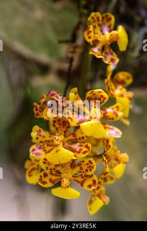 Orchidea di Oncidium in fiore Foto Stock