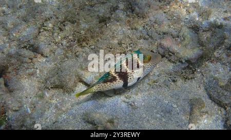 Blacksaddle Toby (Canthigaster valentini) Actinopterygii Foto Stock