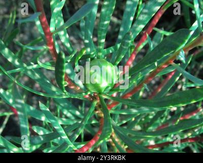 Thistle Sugarbush (Protea scolymocephala) Plantae Foto Stock