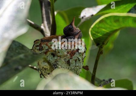 Nido con piccoli colibrì nella giungla peruviana Foto Stock