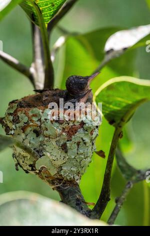 Nido con piccoli colibrì nella giungla peruviana Foto Stock