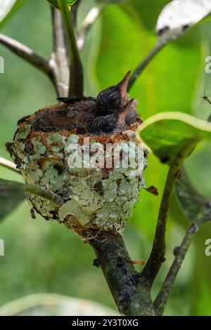 Nido con piccoli colibrì nella giungla peruviana Foto Stock