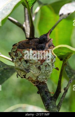 Nido con piccoli colibrì nella giungla peruviana Foto Stock