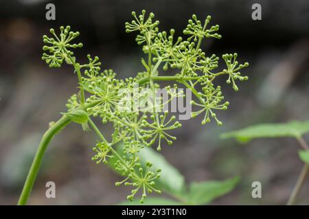 (Aralia bicrenata) Plantae Foto Stock