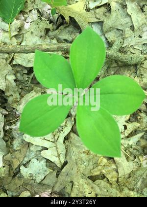 Grande Pogonia balorlata (Isotria verticillata) Plantae Foto Stock