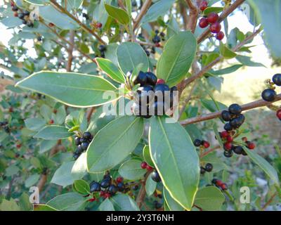 Spina dorsale mediterranea (Rhamnus alaternus) Plantae Foto Stock