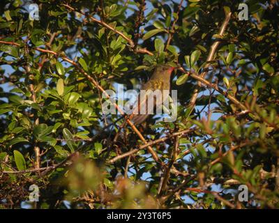 Aves, Hummingbird dorato (Hylocharis chrysura) Foto Stock