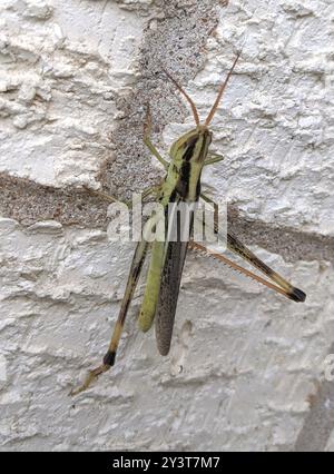 Mermiria (Mermiria bivittata) Insecta a due strisce Foto Stock