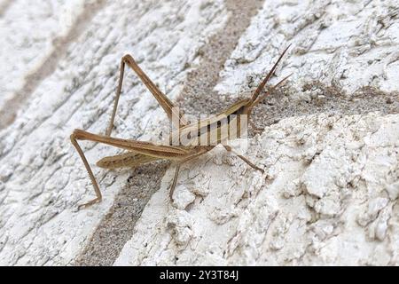 Mermiria (Mermiria bivittata) Insecta a due strisce Foto Stock