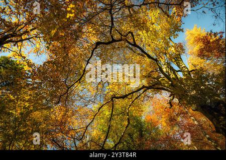 Baldacchino illuminato dal sole in autunno con fogliame dorato e giallo dai colori caldi e dalla splendida luce solare diretta. Una foto grandangolare che mostra un albero maestoso nella f Foto Stock