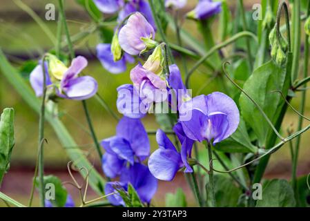 Fiori blu di pisello dolce cresce in giardino . Lathyrus Foto Stock