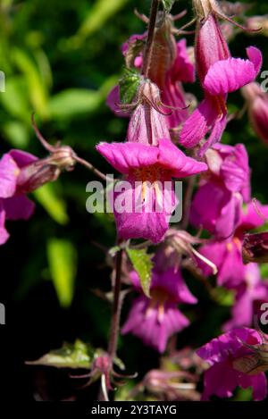 Rehmannia Angulata, fiori rosa Foxglove cinesi ravvicinati in giardino in una soleggiata giornata estiva Foto Stock