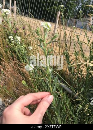 Hoary alyssum (Berteroa incana) Plantae Foto Stock