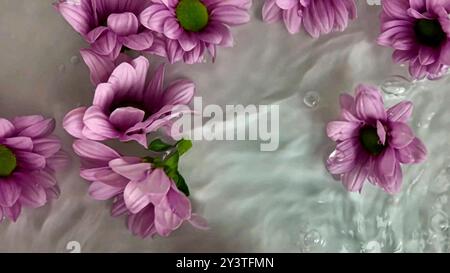 Piccoli fiori di crisantemo che galleggiano nell'acqua. I fiori di crisantemo viola si muovono nell'acqua Foto Stock