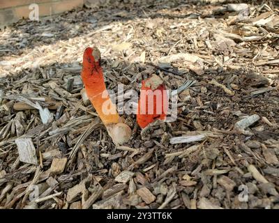 Funghi della diavolo (Mutinus elegans) Foto Stock