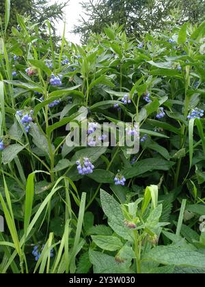 Piano di Comfrey caucasico (Symphytum caucasicum) Foto Stock