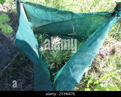 Thistle Sugarbush (Protea scolymocephala) Plantae Foto Stock