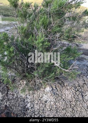 Greasewood (Sarcobatus vermiculatus) Plantae Foto Stock