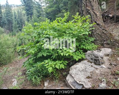 (Aralia bicrenata) Plantae Foto Stock