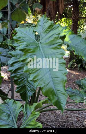 Foglia su una pianta di filodendro in un giardino tropicale Foto Stock