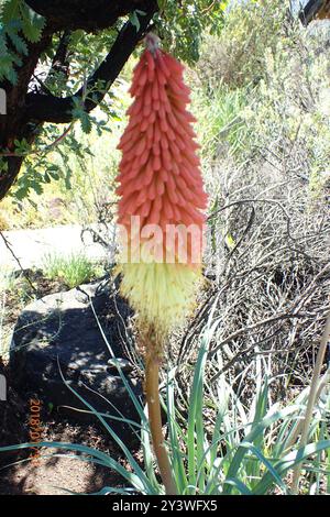 Basotho Redhot Poker (Kniphofia caulescens) Plantae Foto Stock