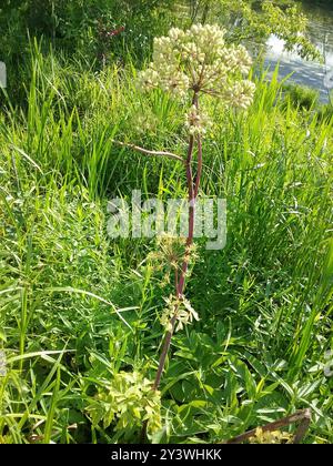 angelica (Angelica atropurpurea) Plantae con stelo viola Foto Stock