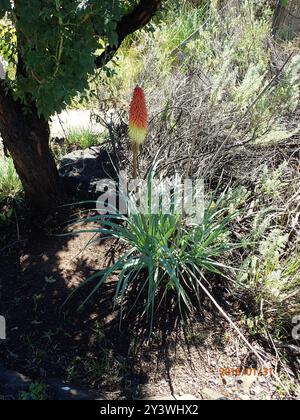 Basotho Redhot Poker (Kniphofia caulescens) Plantae Foto Stock