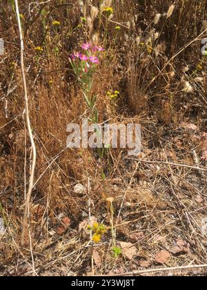 Centaury (Centaurium tenuiflorum) Plantae Foto Stock