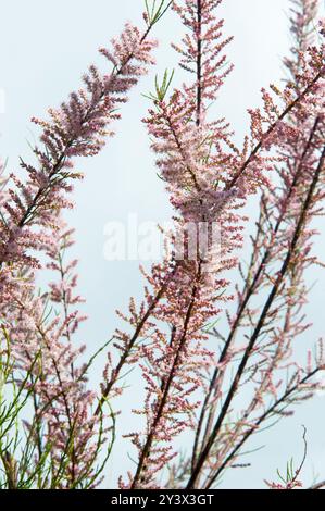 Tamarix parviflora tetrandra, Tamarisk fioritura in primavera, Melbourne, Australia Foto Stock