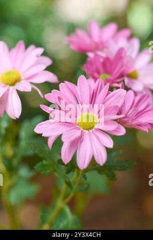 margherite gerbera rosa brillante in giardino, popolare pianta fiorita con fioriture vibranti scattate in modo selettivo con sfondo sfocato e spazio di copia Foto Stock