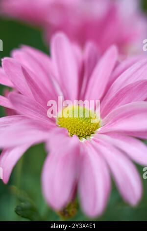 primo piano di margherite gerbera rosa brillante nel giardino, popolare pianta fiorita con fiori vivaci, messa a fuoco selettiva con sfondo sfocato Foto Stock
