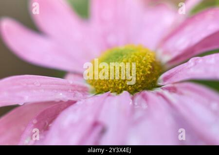 vista ravvicinata delle margherite di gerbera rosa nel giardino, popolare pianta fiorita con fioritura vibrante con disco giallo scattata in modo selettivo Foto Stock