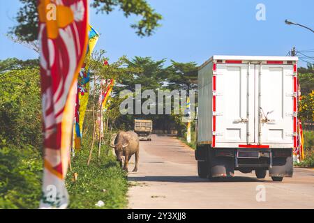 Bufalo che mangia erba sul lato di una strada trafficata situata in Indonesia. Bufalo godendo dell'erba vicino alla strada in una giornata molto soleggiata. Fotografia di strada. Foto Stock