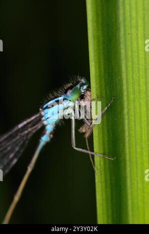 Primo piano di una libellula blu (Coenagrionidae) seduta su una foglia che mangia le sue prede, fotografia di insetti, macro, biodiversità, natura Foto Stock